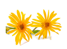 Arnica Montana Extract