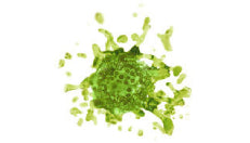 Chondrus Crispus (Seaweed) Extract