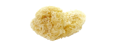 Mashroom